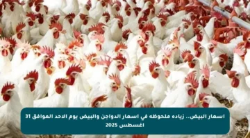 أسعار البيض.. زيادة ملحوظة في أسعار الدواجن والبيض يوم الأحد الموافق 31 أغسطس 2025